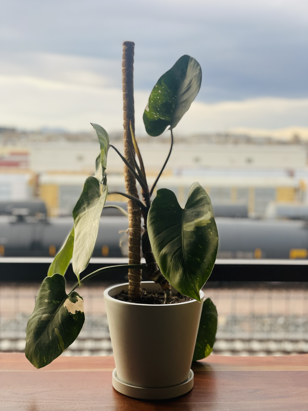 White Knight Philodendron